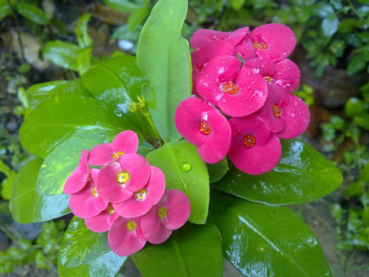 Эуфорбия молочай миля