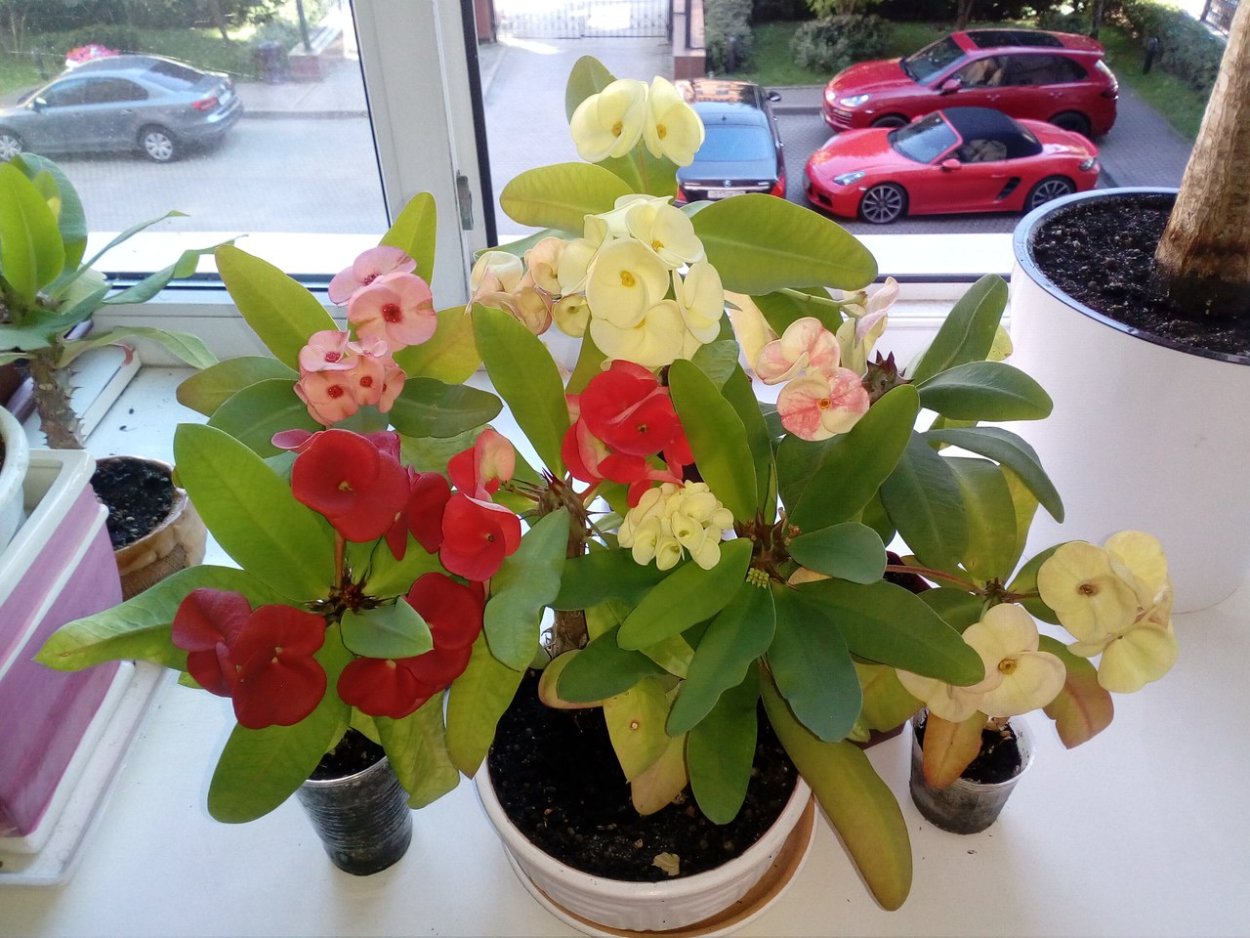 Эуфорбия молочай миля