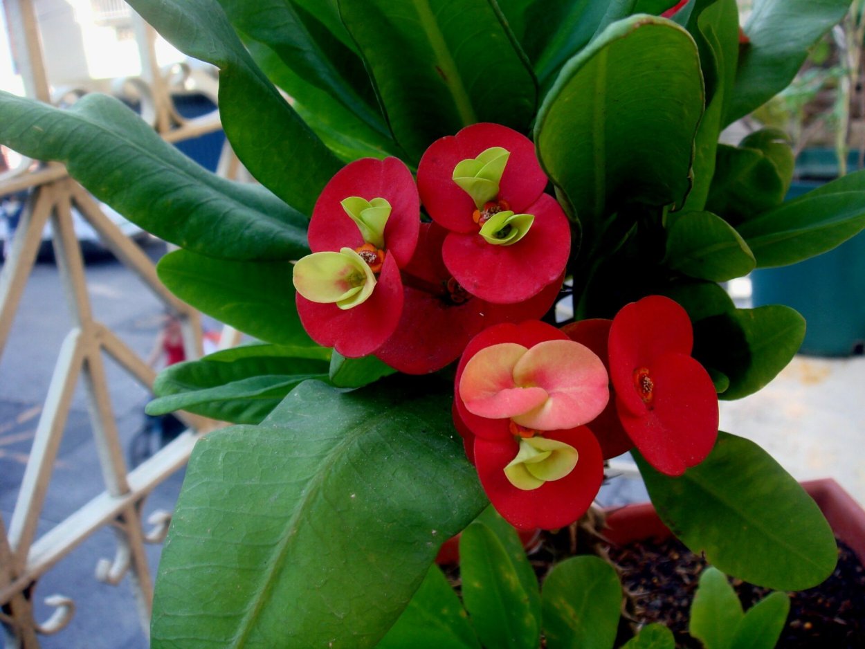 Молочай миля (Euphorbia milii