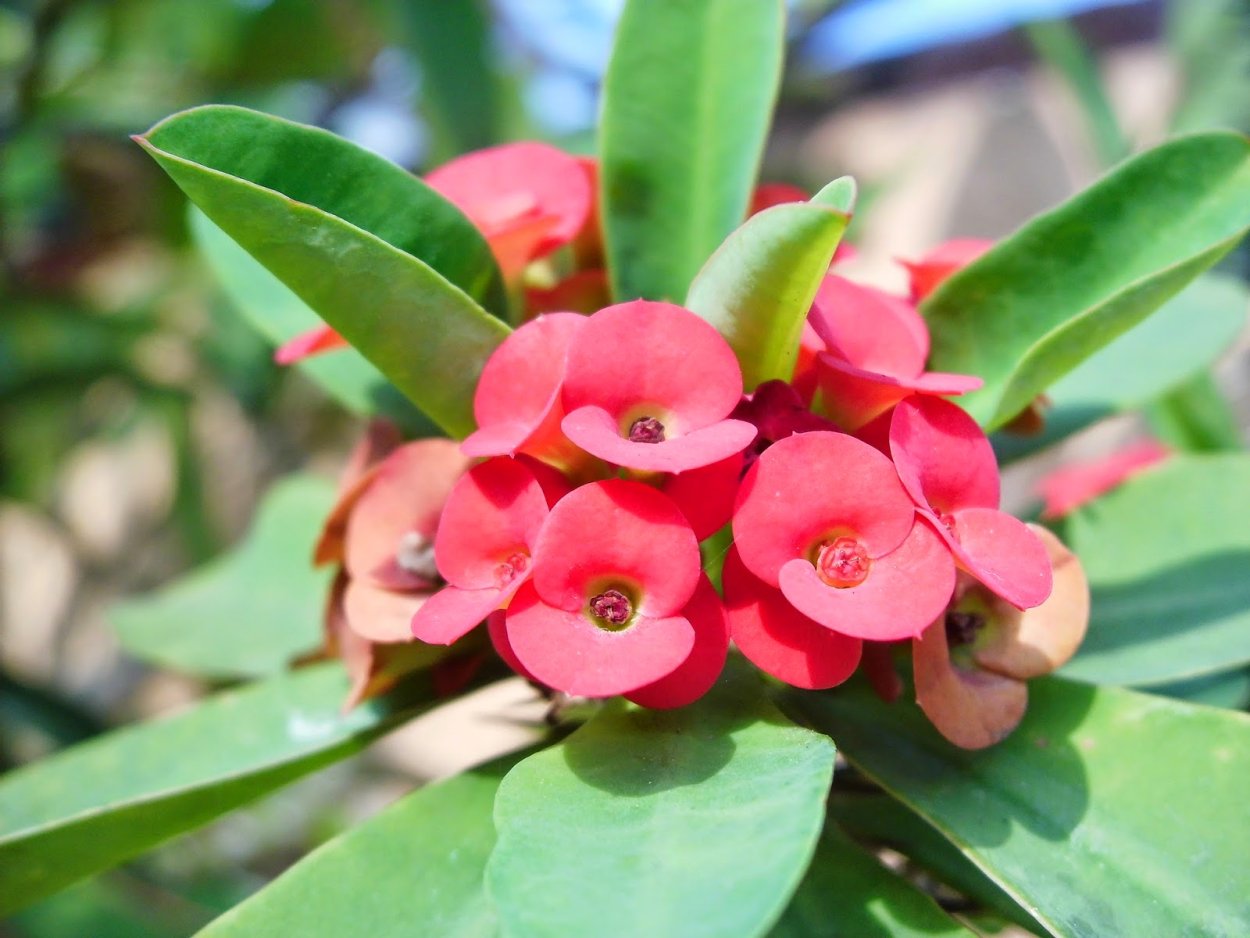 Эуфорбия молочай миля