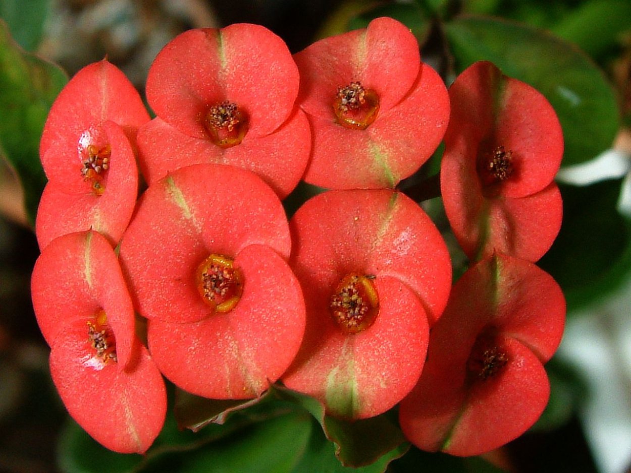 Цветок эуфорбия миля