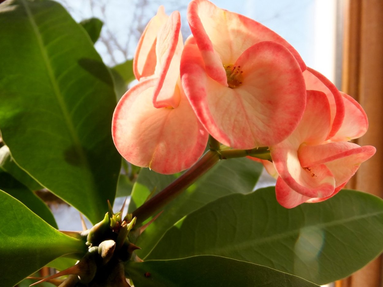 Молочай миля Тайланд