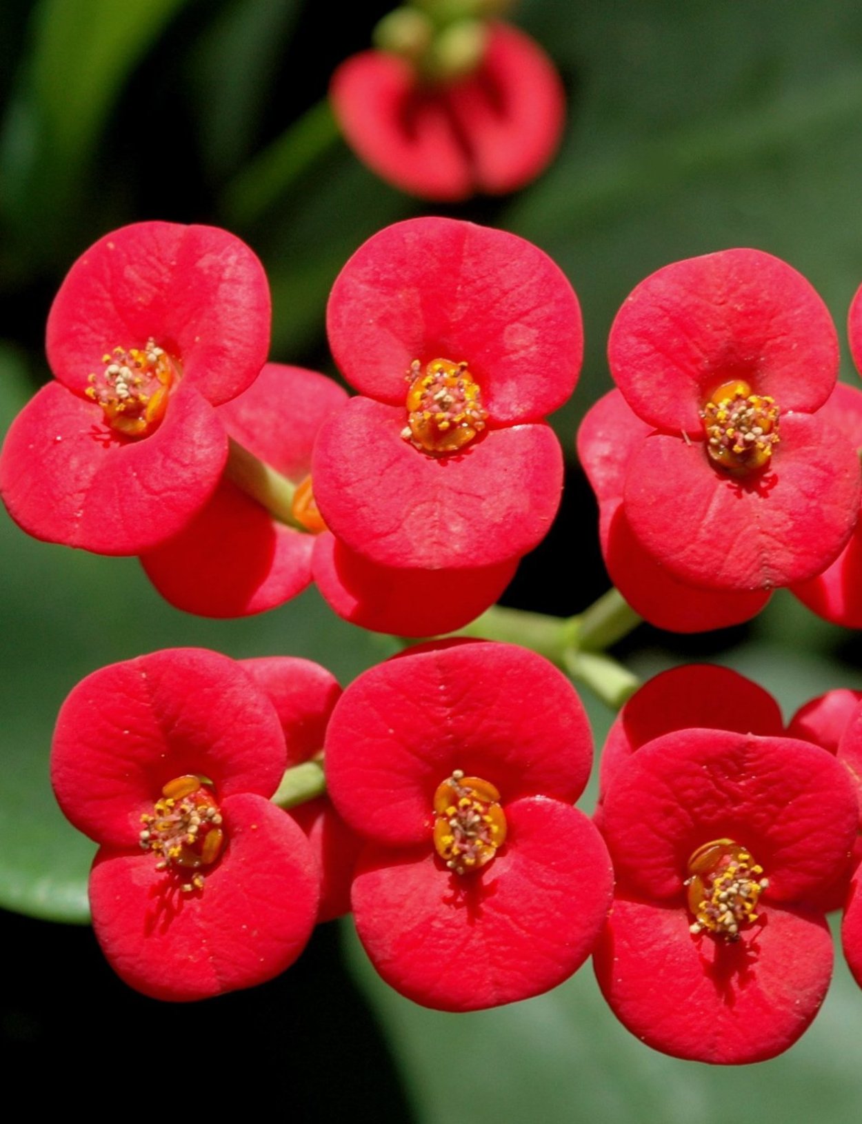 Эуфорбия Вулканус