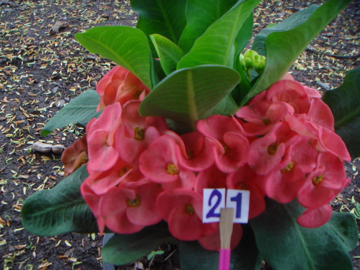 Молочай миля голландский