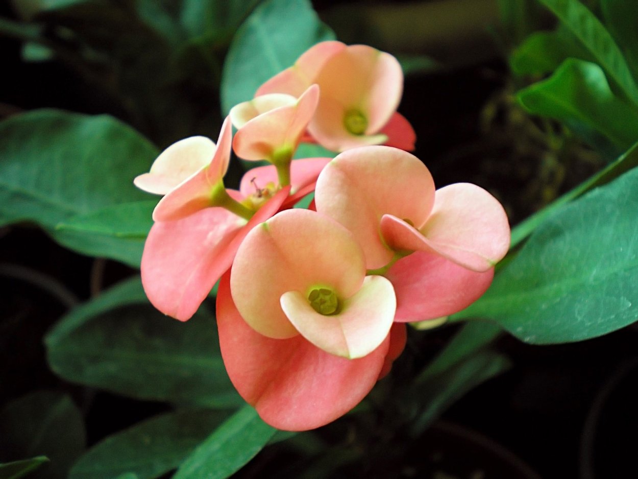 Молочай миля