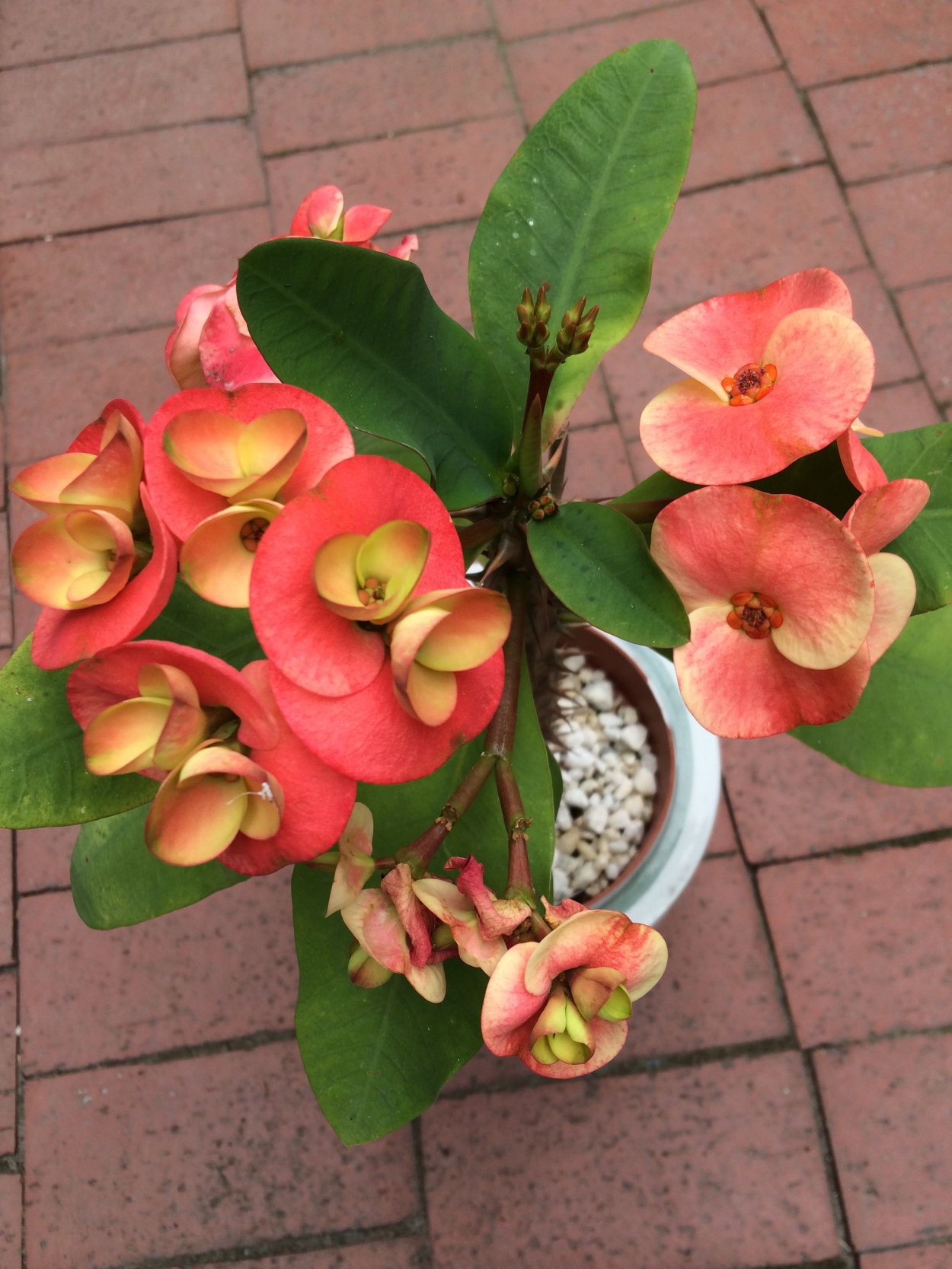 Эуфорбия миля