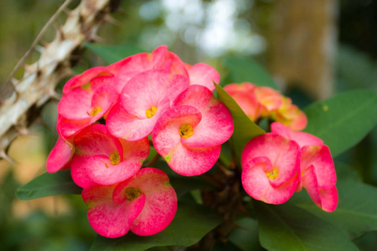 Цветок эуфорбия миля