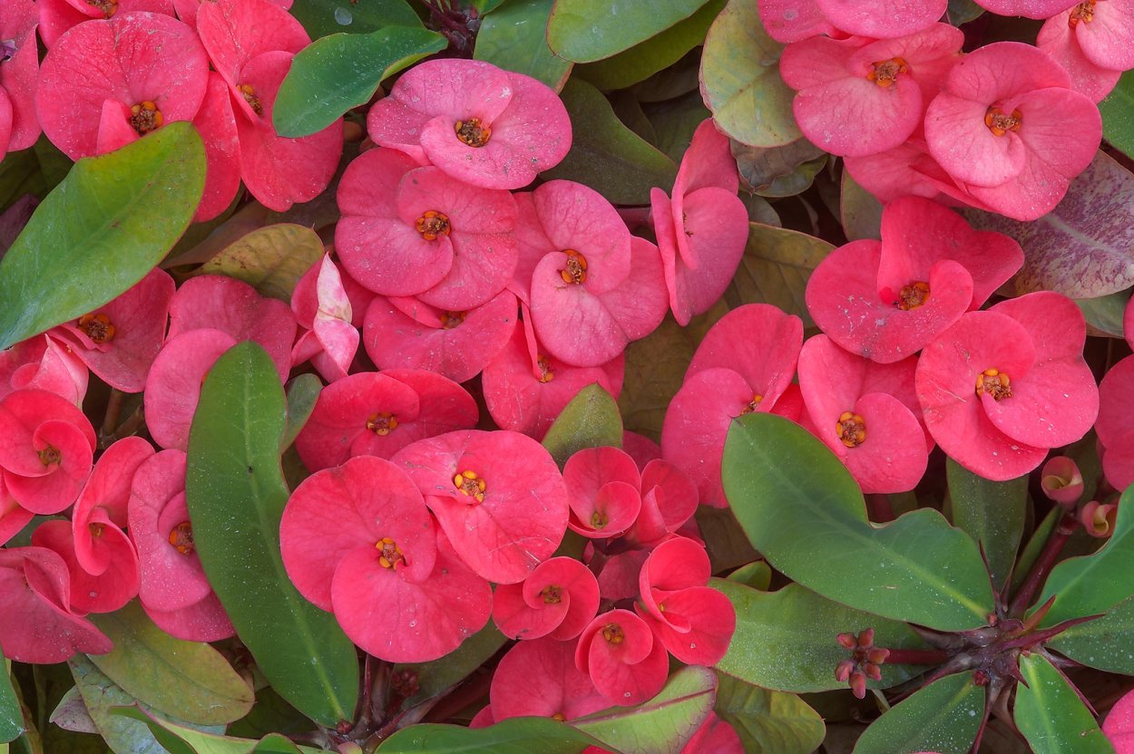 Молочай миля (Euphorbia milii