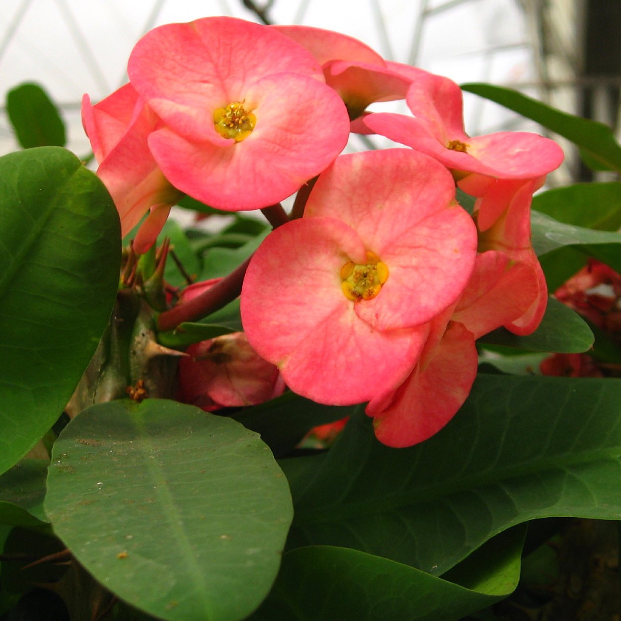 Цветок молочай миля