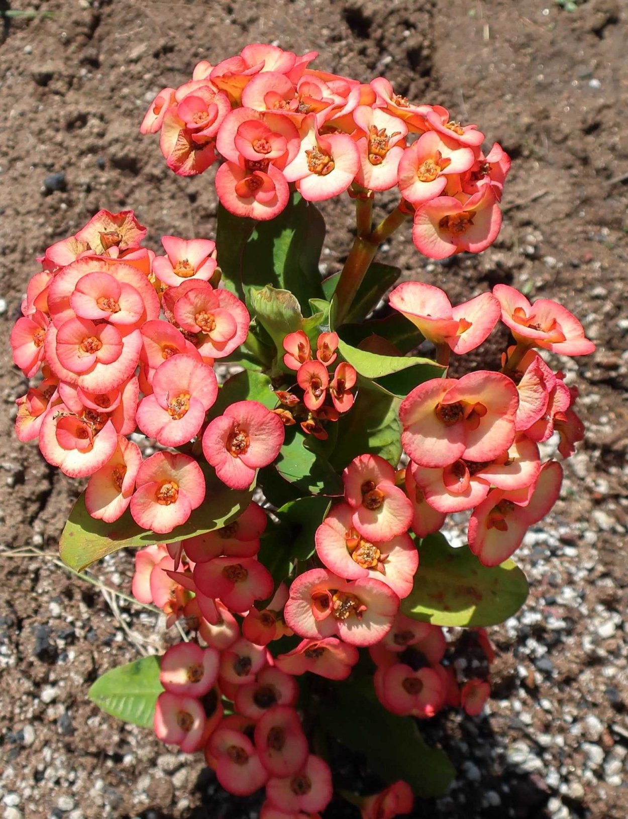 Молочай миля эуфорбия Милли