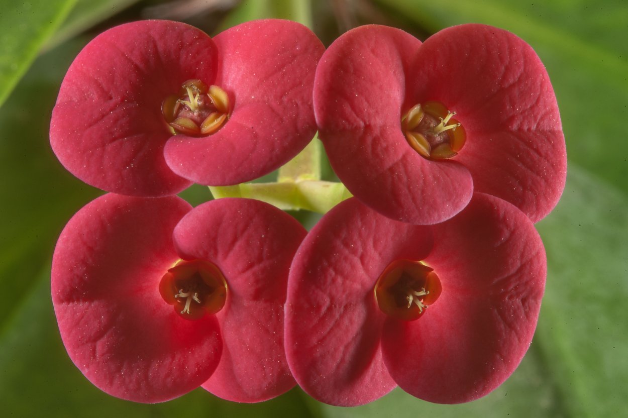 Тайский молочай миля