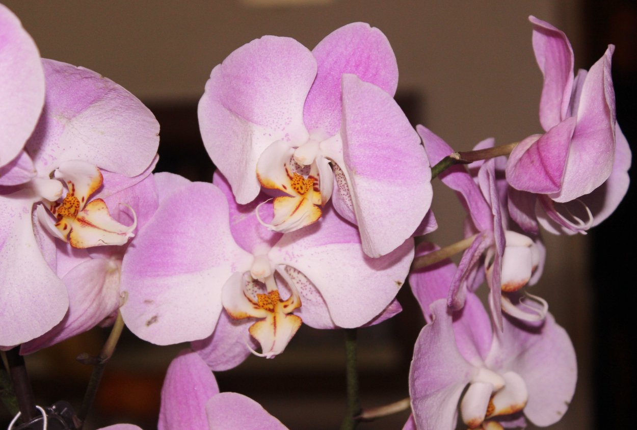 Фаленопсис Phal Yellow