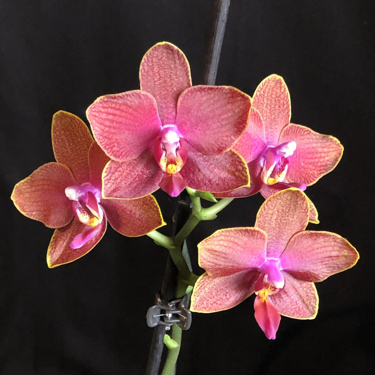 Орхидея фаленопсис Канзас Сити