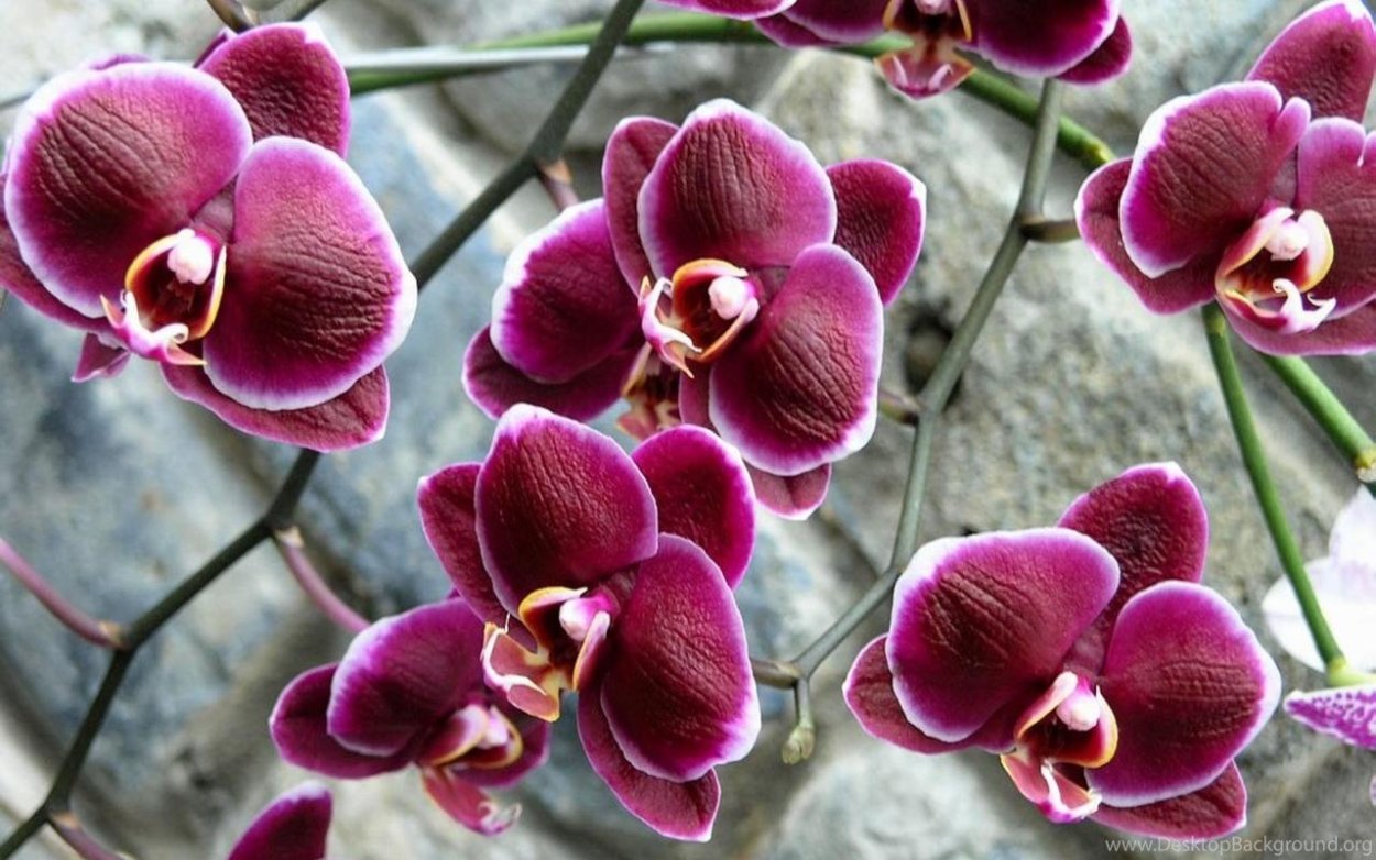 Фаленопсис Jaguar