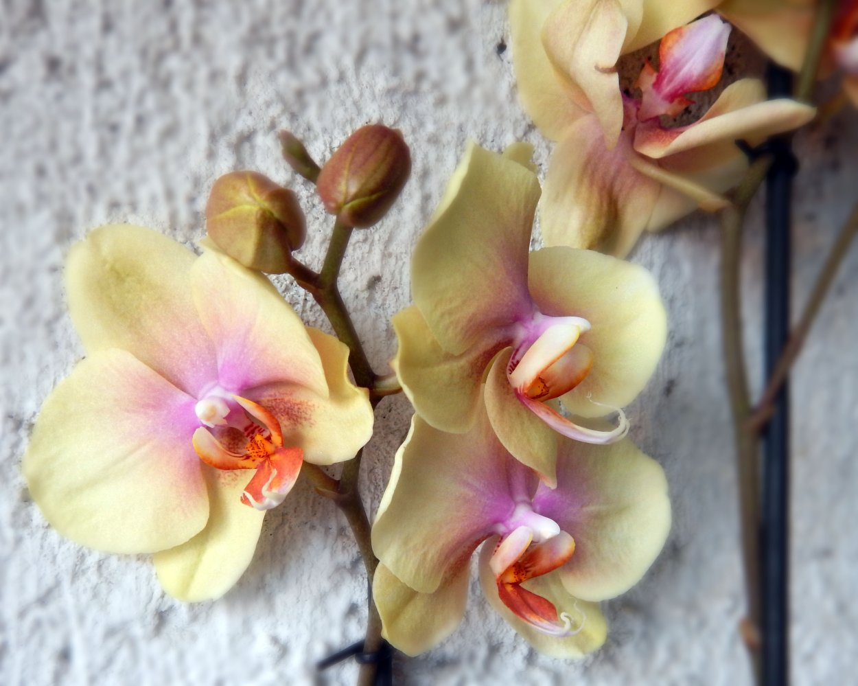 Фаленопсис Монтпельер