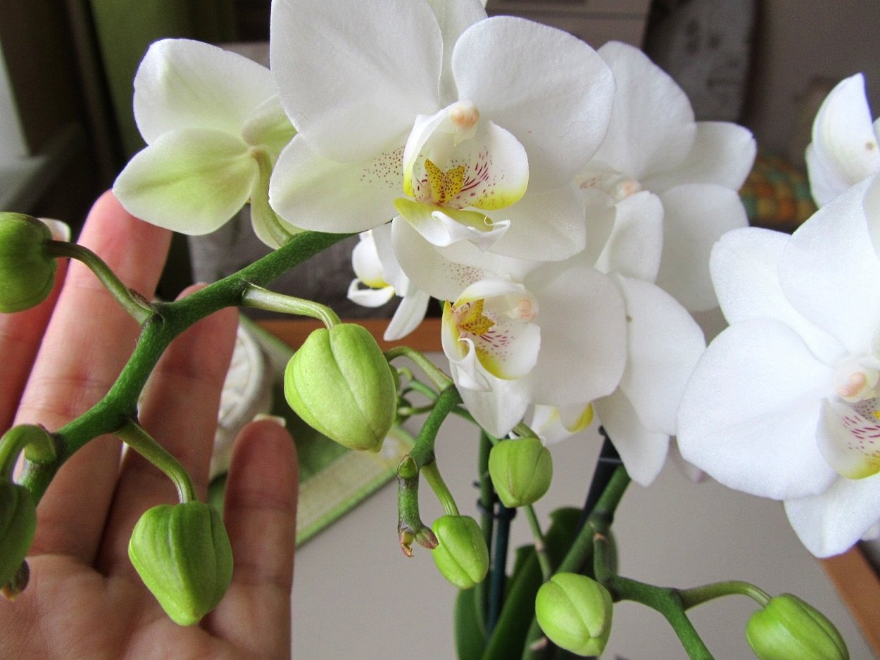 Ароматные орхидеи фаленопсис