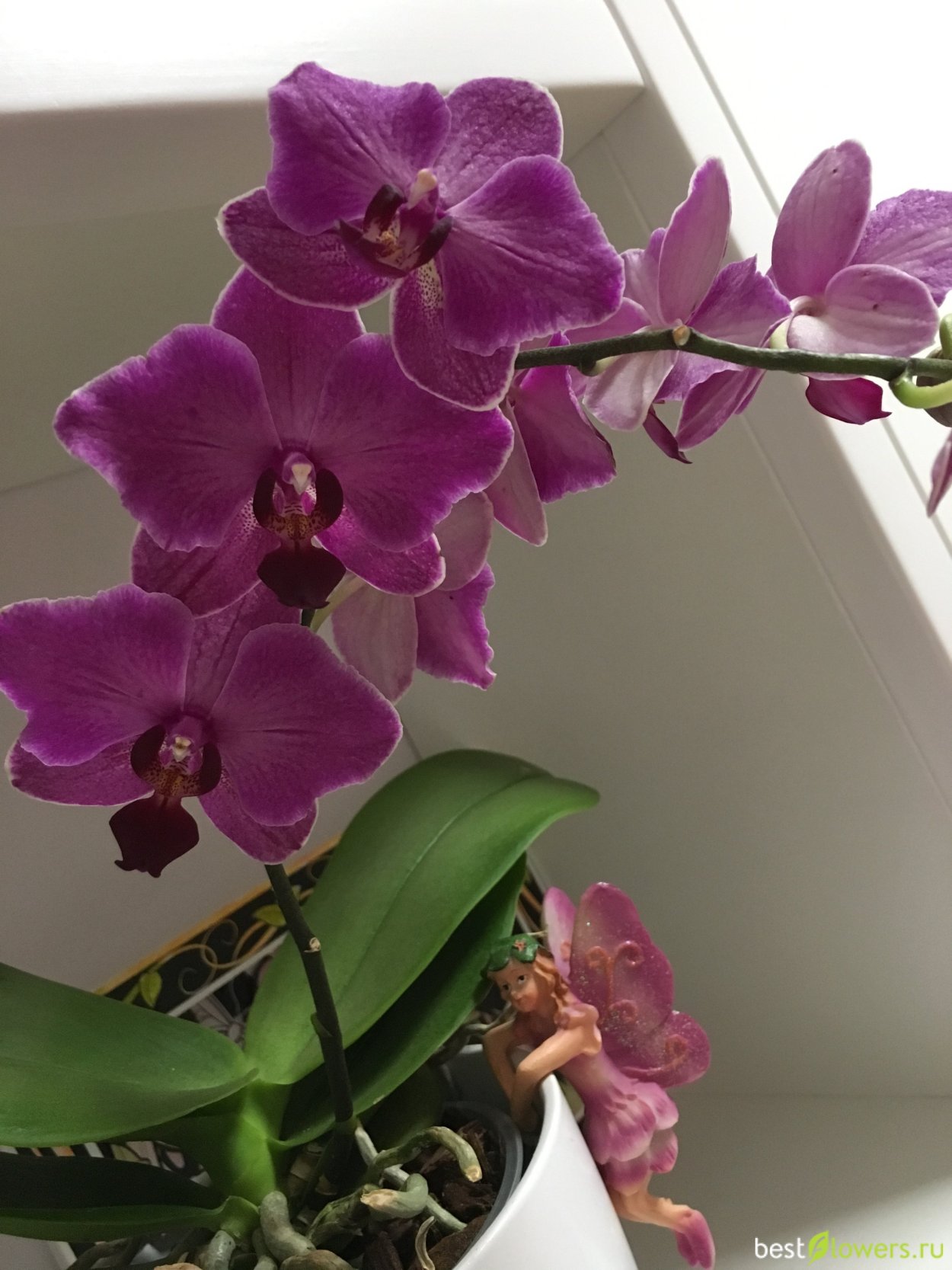 Фаленопсис Santa Rosa
