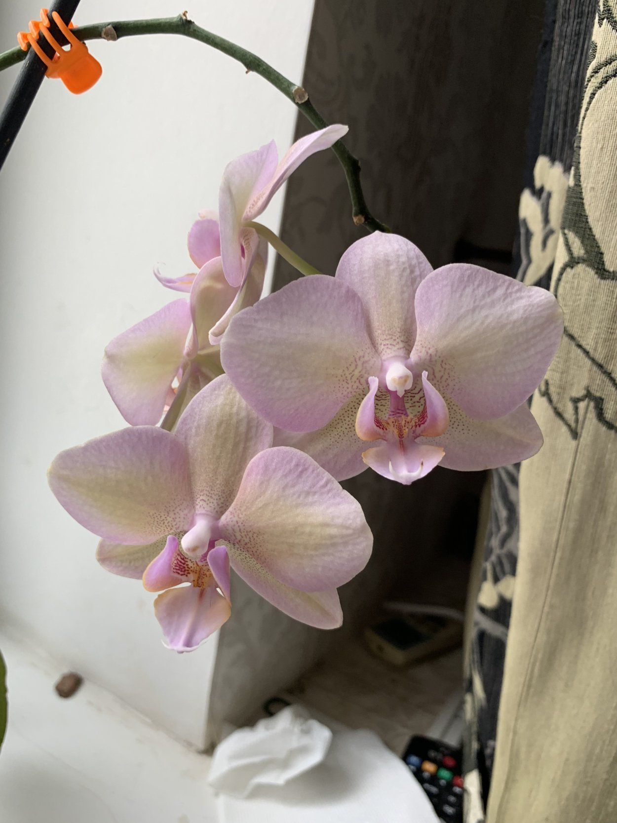 Фаленопсис (Phalaenopsis) – Орхидея