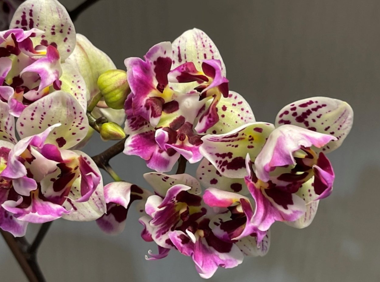 candela орхидея фото