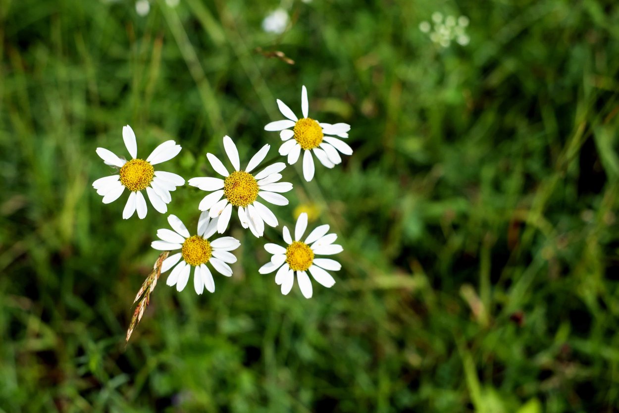 Ромашка дикорастущая