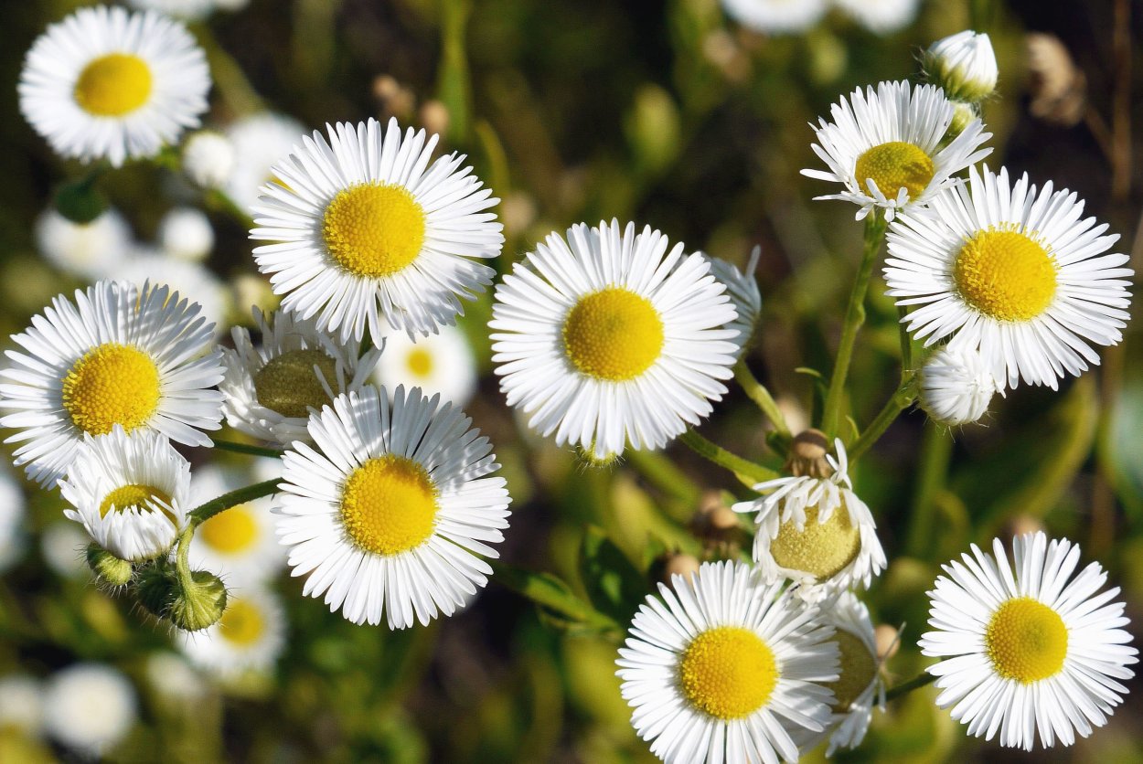 Латвийская Ромашка