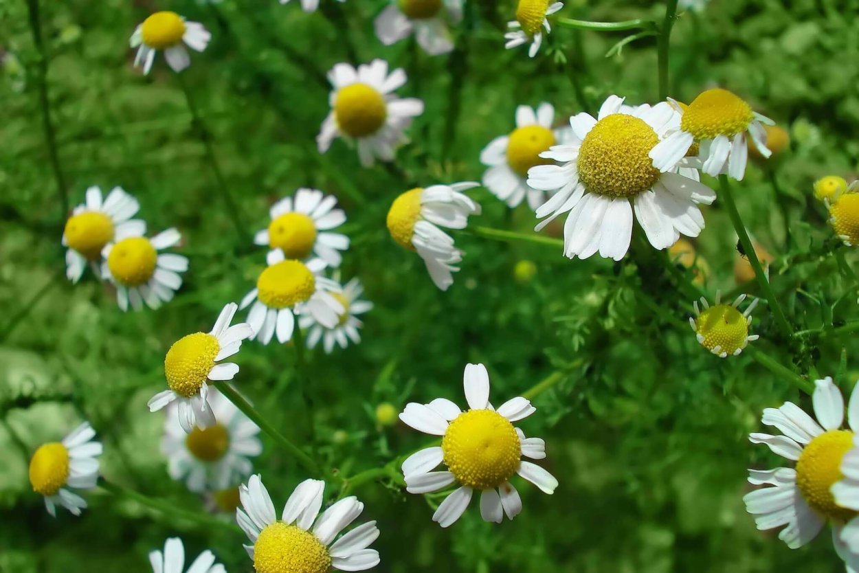 Дикорастущие растения Ромашка