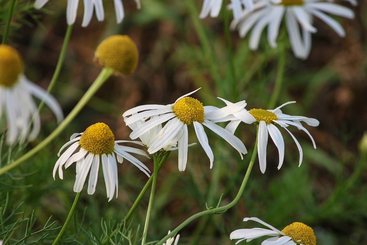 Лесные растения Ромашка