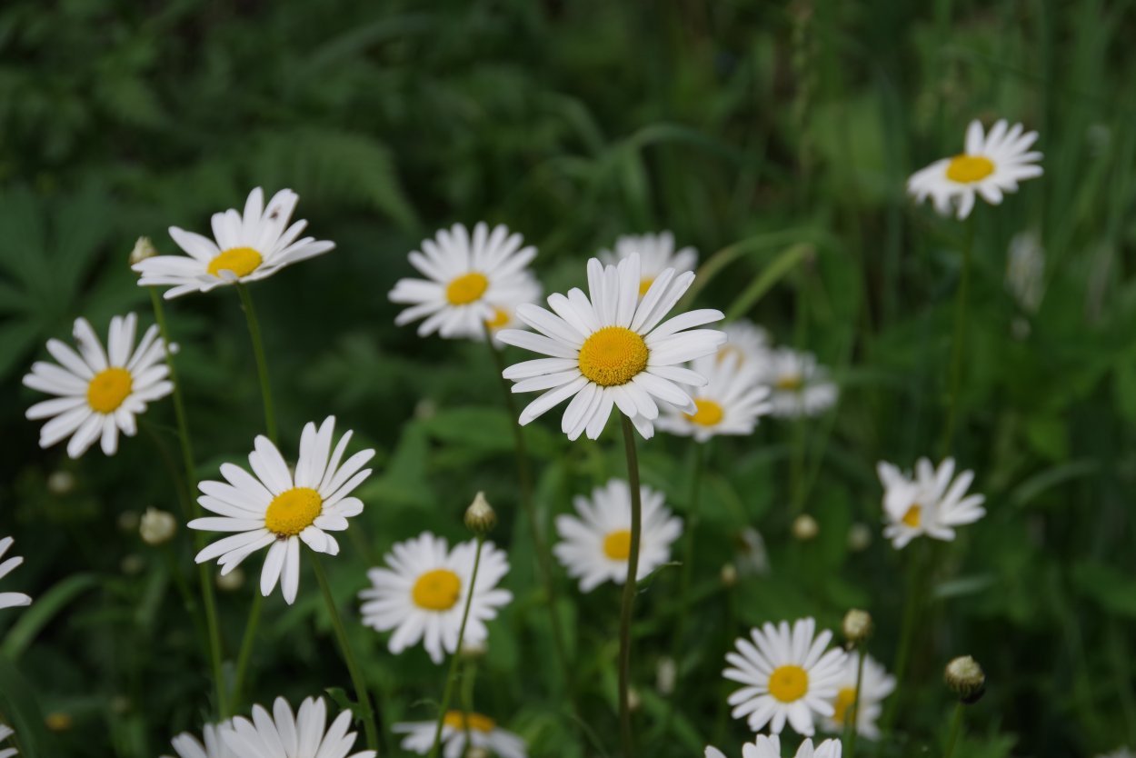 Дендрантема Завадского