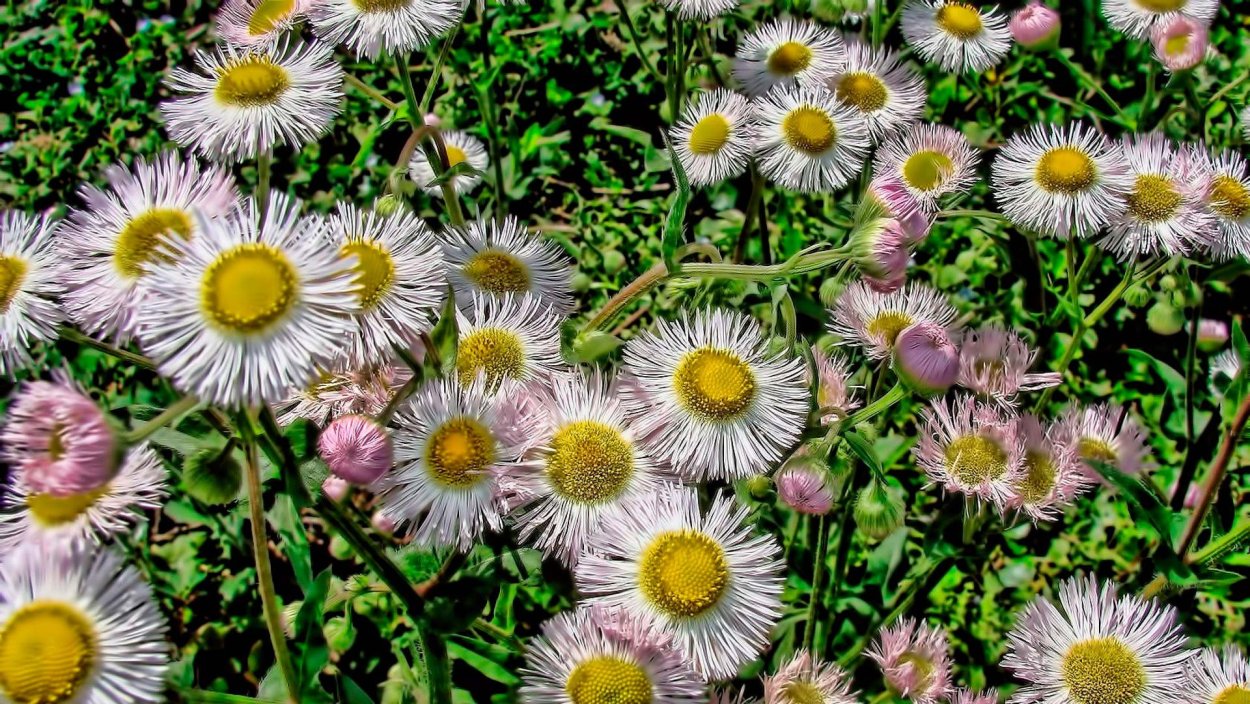 Ромашка дикорастущая