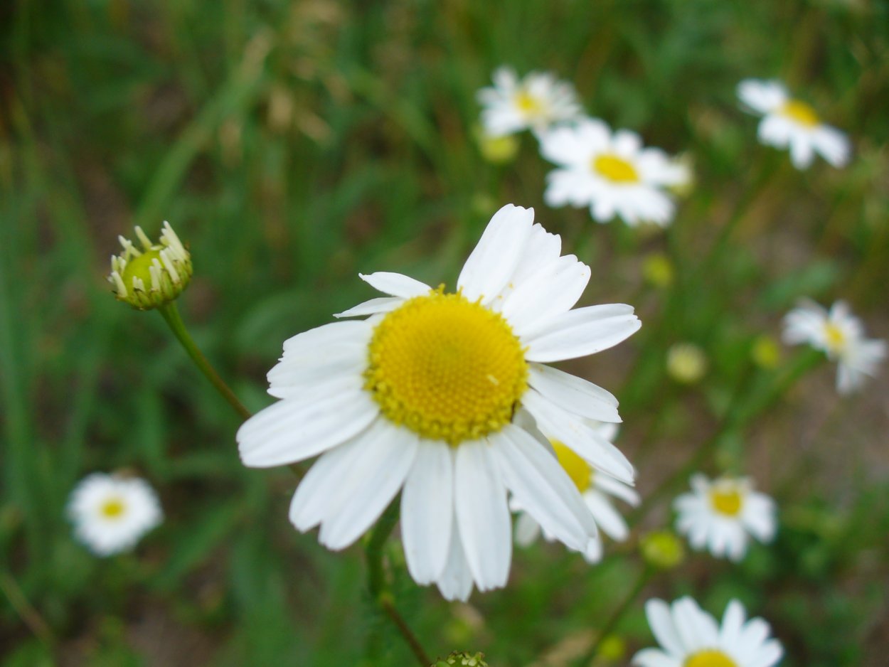 Маргаритка Полевая Дикая