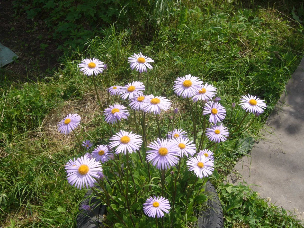 Июнь природа