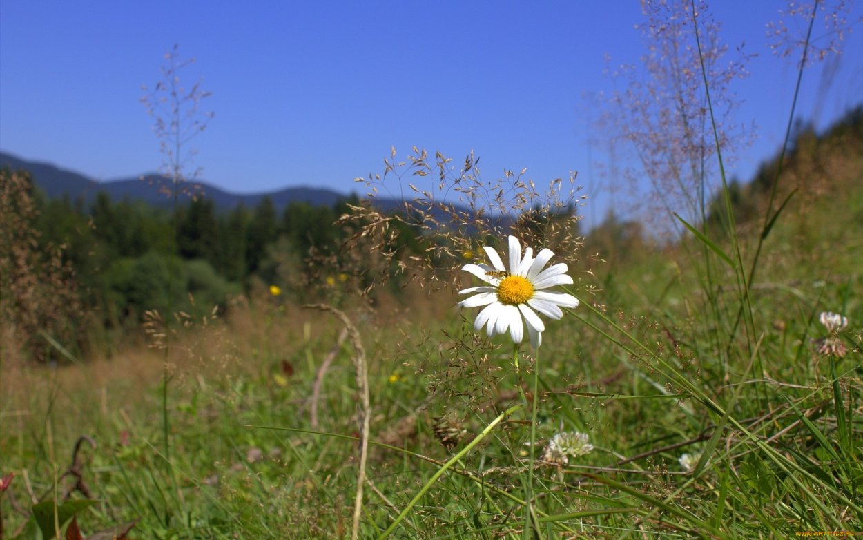 Астер цветок белый Луговой