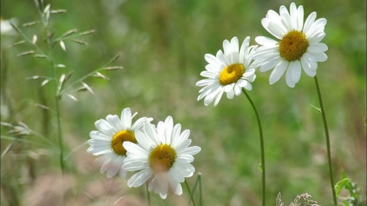 Одинокая Ромашка в поле