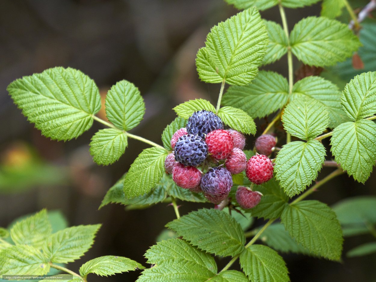 Малина обыкновенная цветение