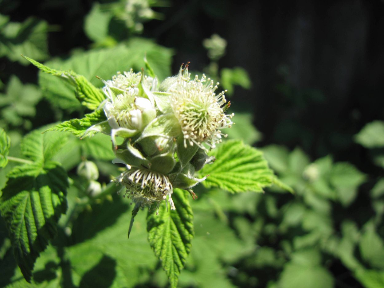 Цветение малины