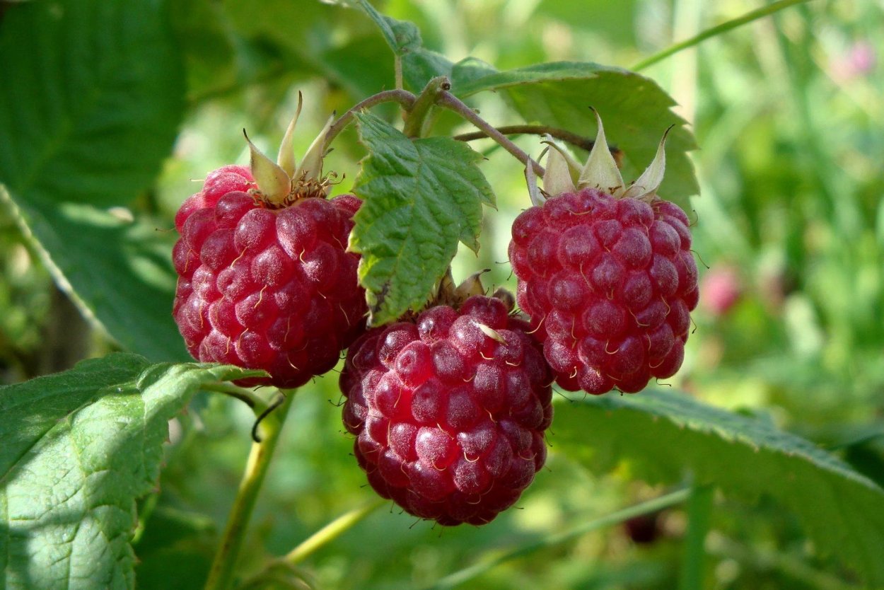 Малина обыкновенная - Rubus idaeus l.