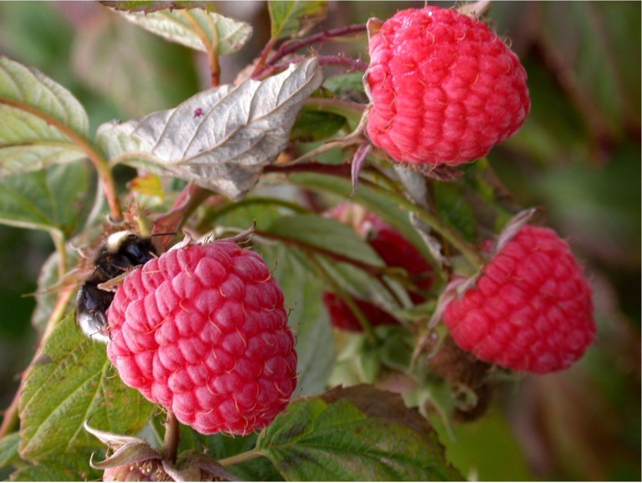 Малина сорт Мишутка