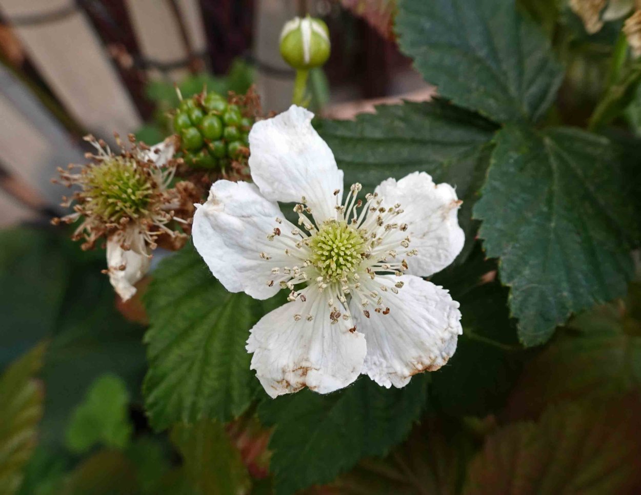 Соцветия Rubus