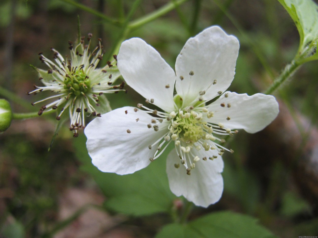 Малина обыкновенная соцветие