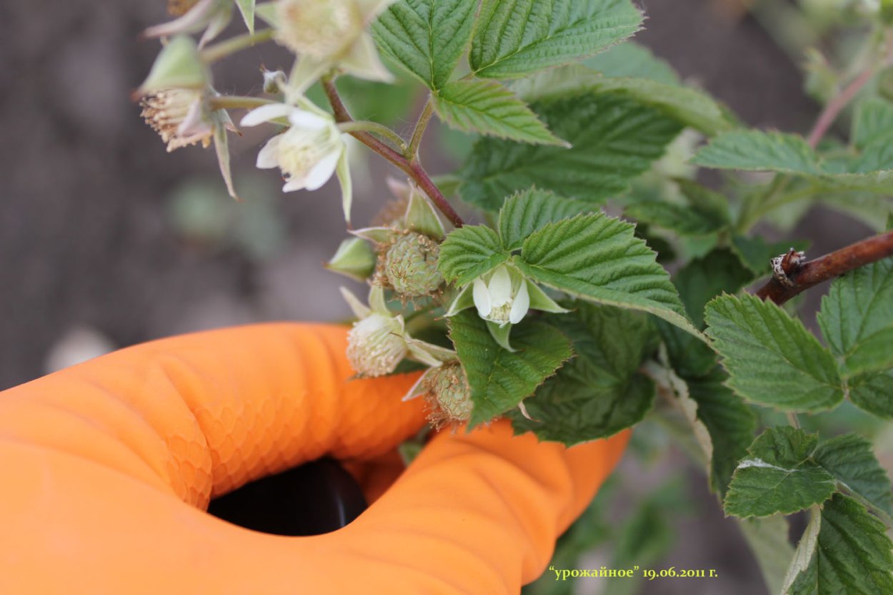 Малина обыкновенная полукустарник
