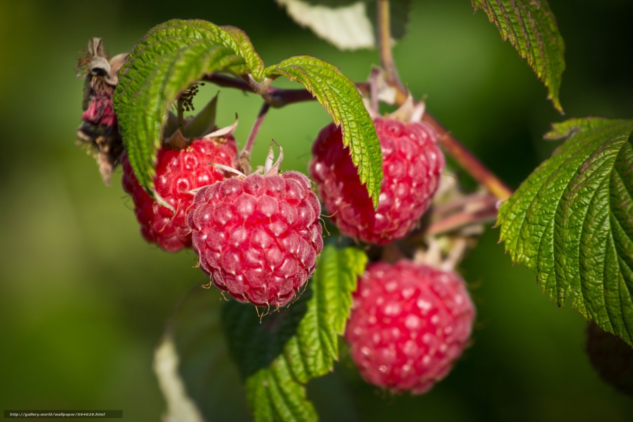 Малина Кардинал