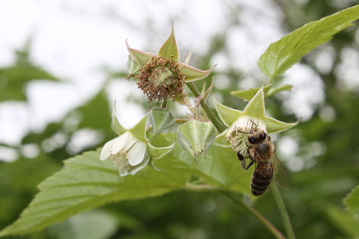 Бутоны малины