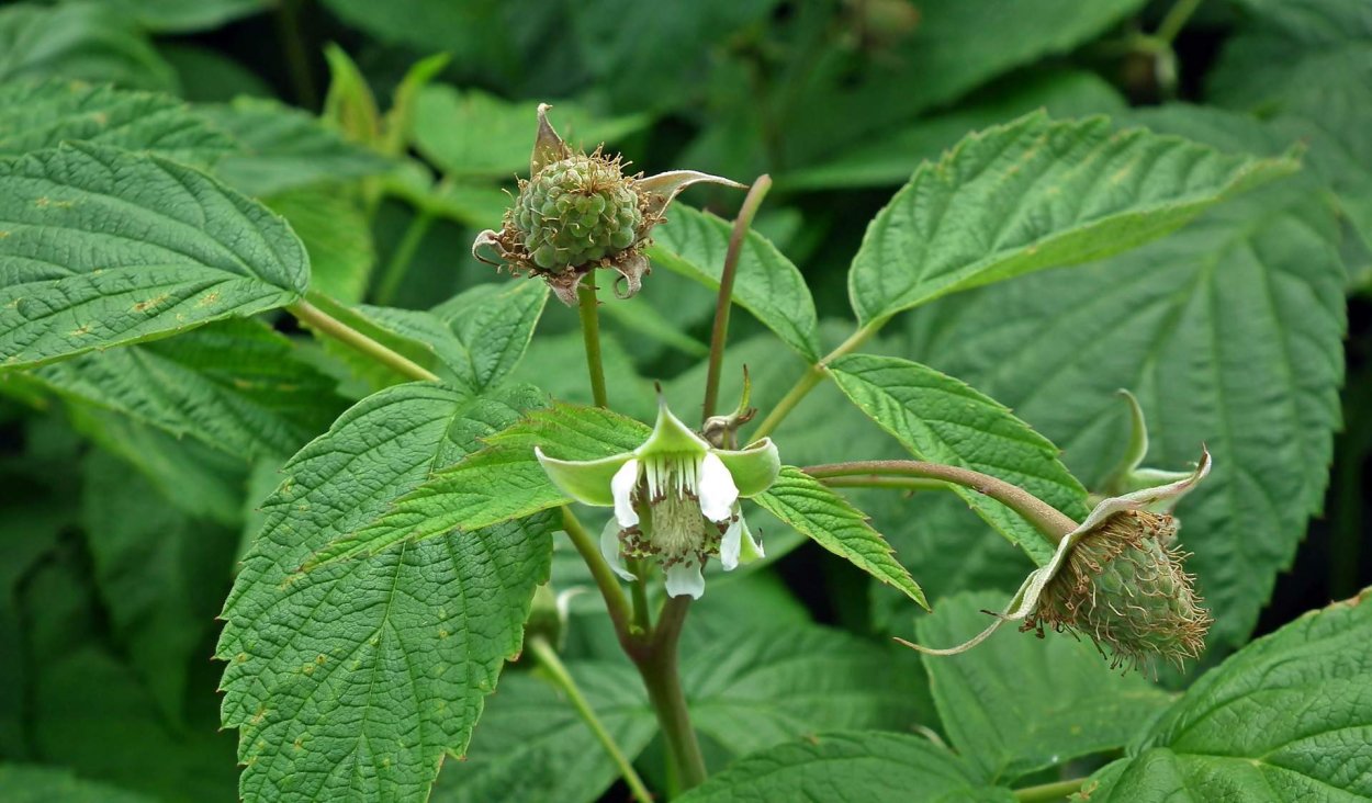 Малина обыкновенная цветение