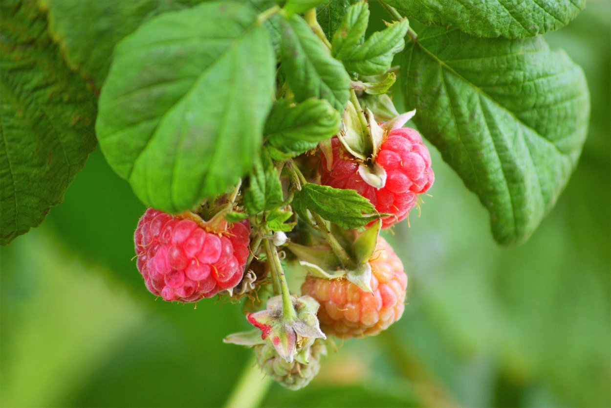 Малина Мацумуры