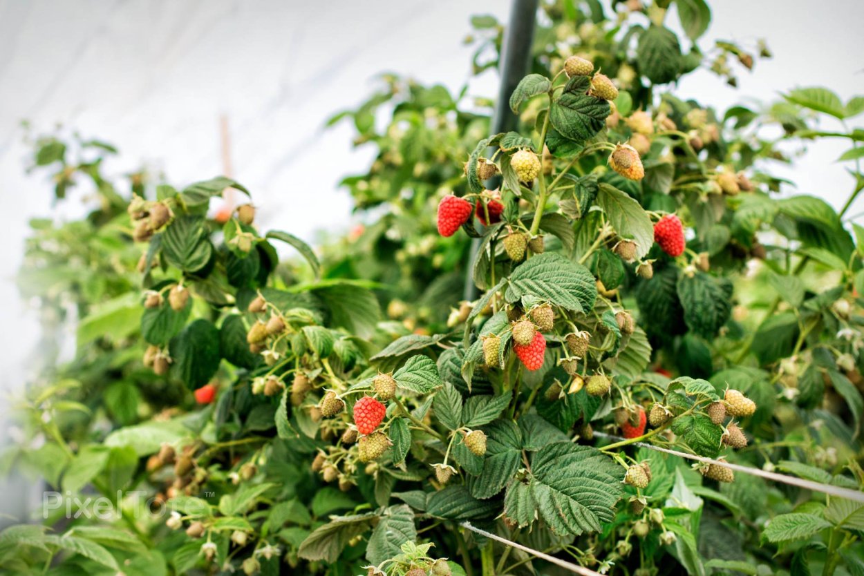 Малина кустовая