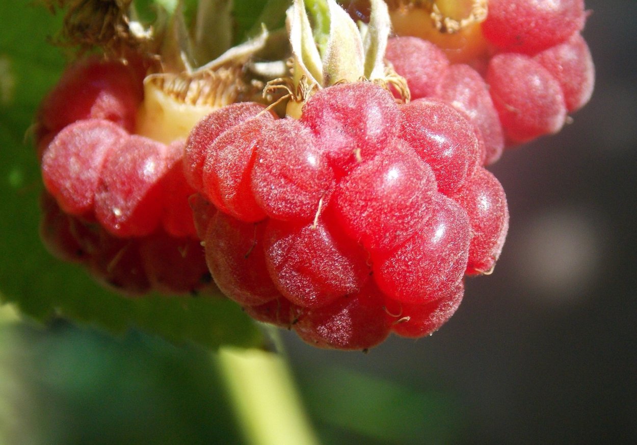 Пионы и клубника