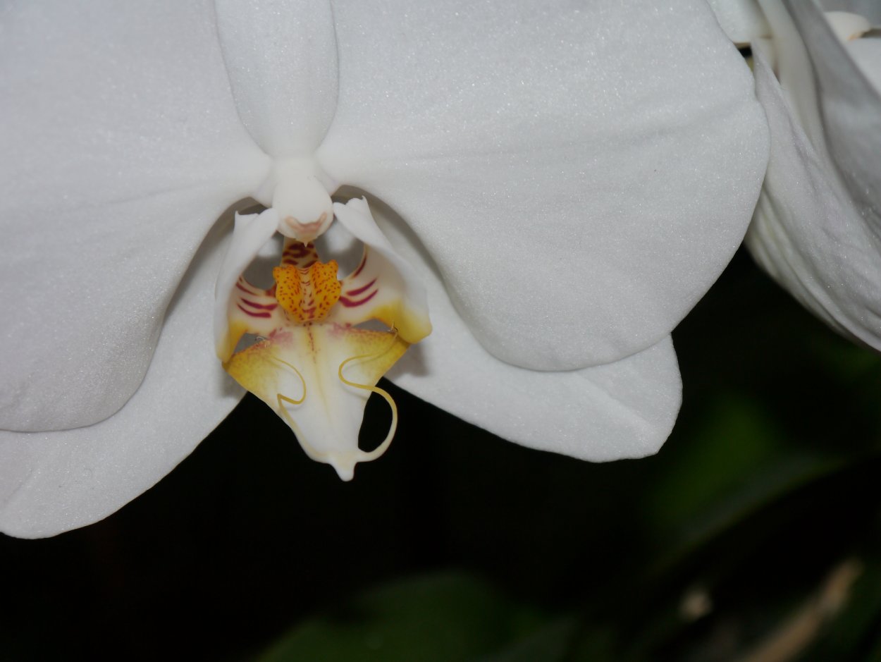 Орхидея Phalaenopsis White Apple