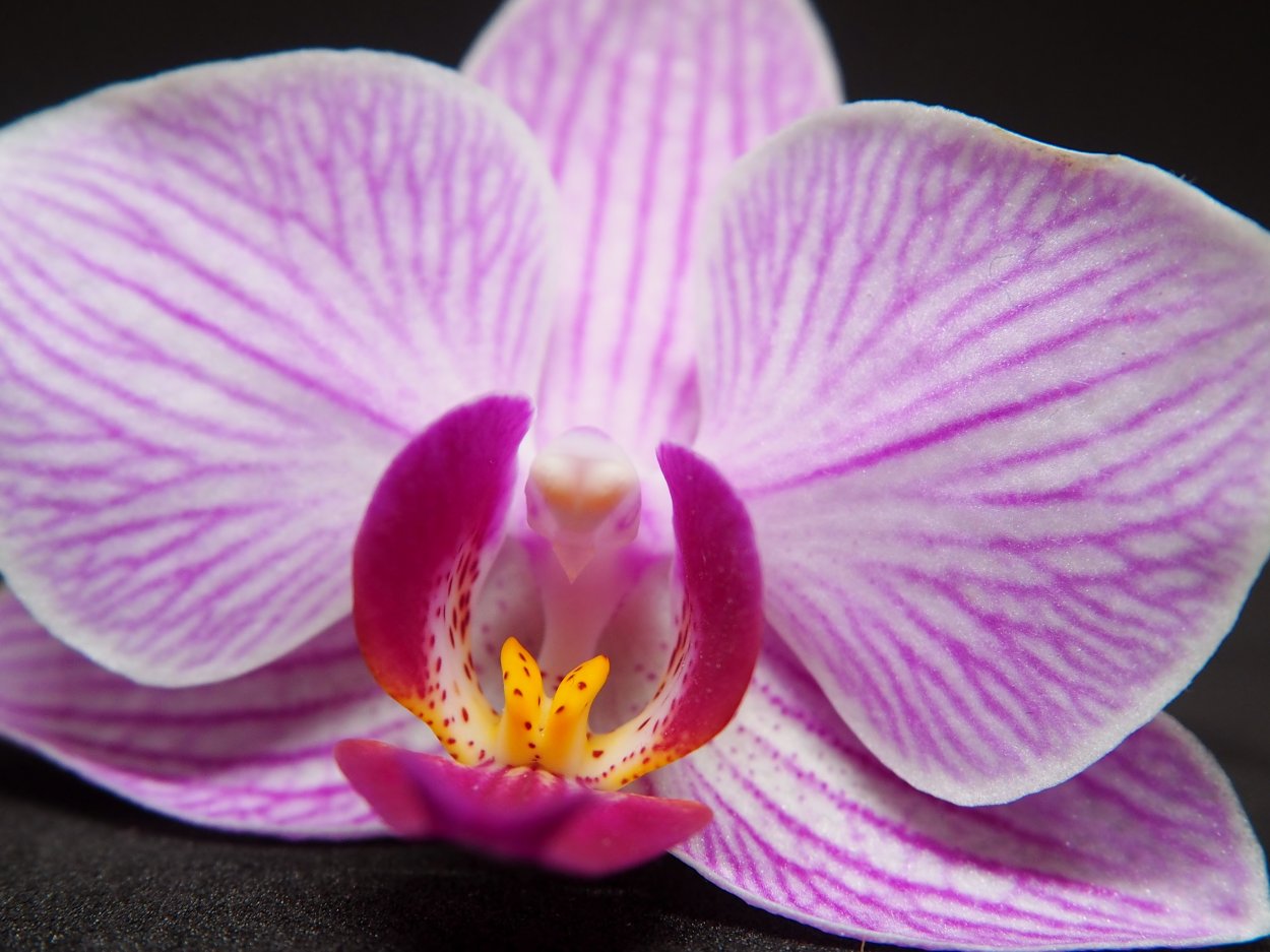 Фаленопсис Violet Stripe