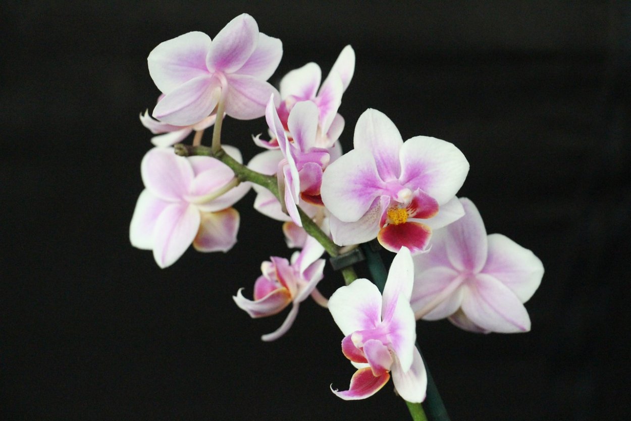Фаленопсис Phalaenopsis White & Pink
