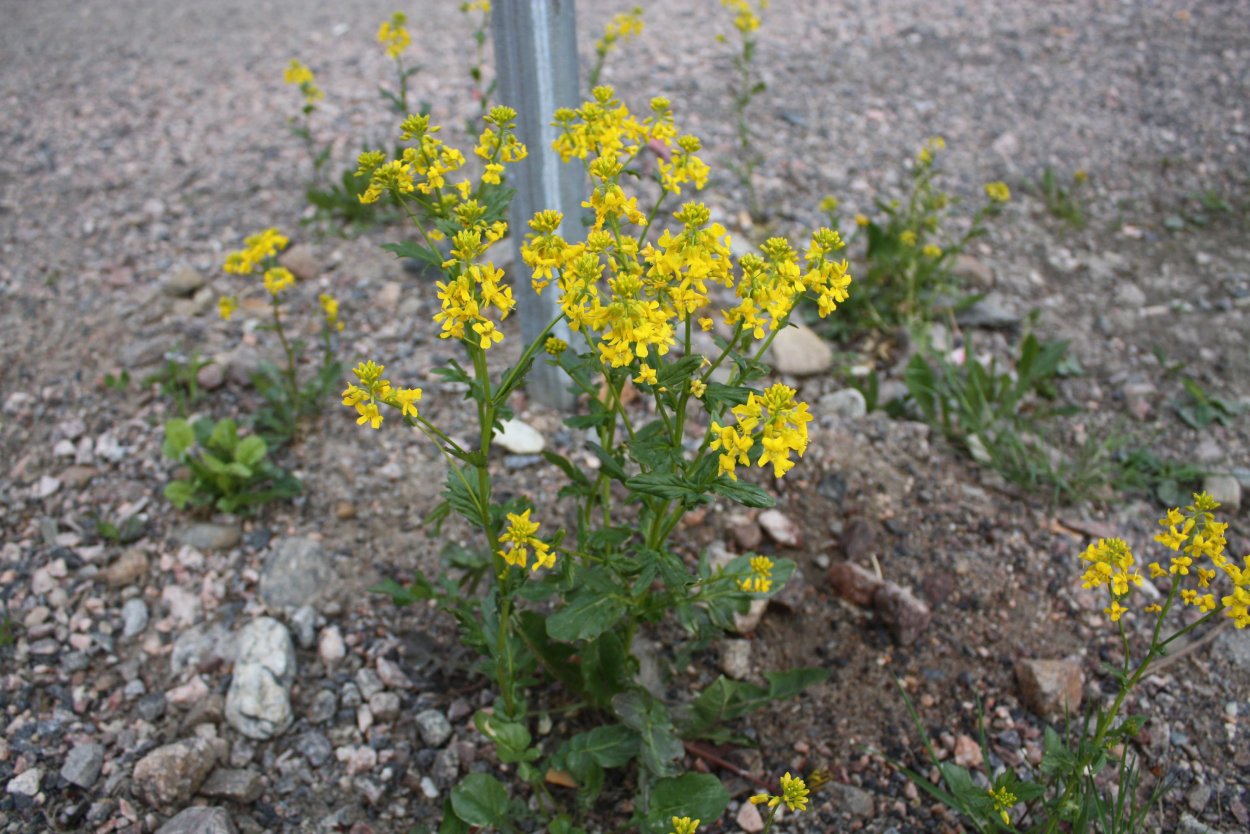 Золотарник сорняк